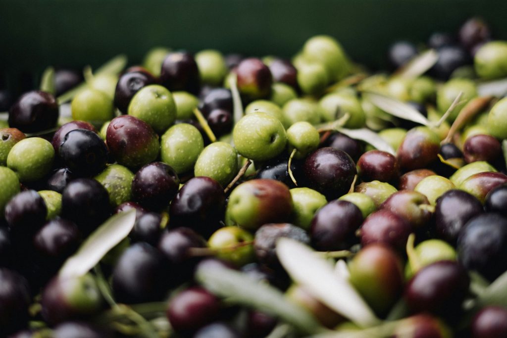 olive farm umbria