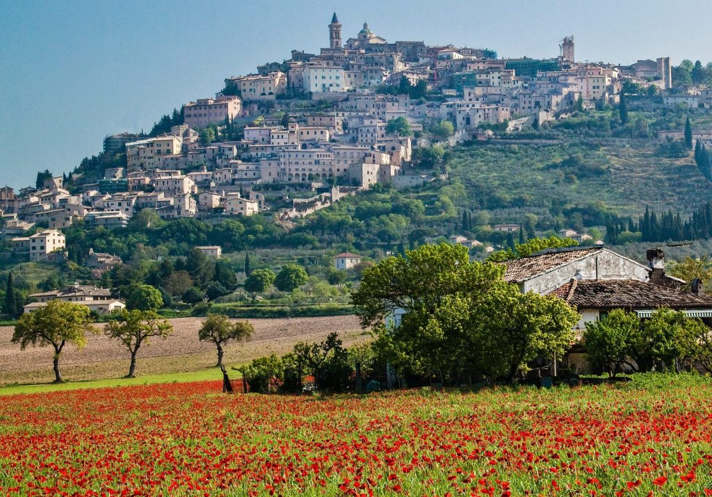 Umbria wildflowers