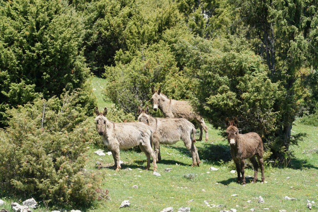 donkeys in Asinara island